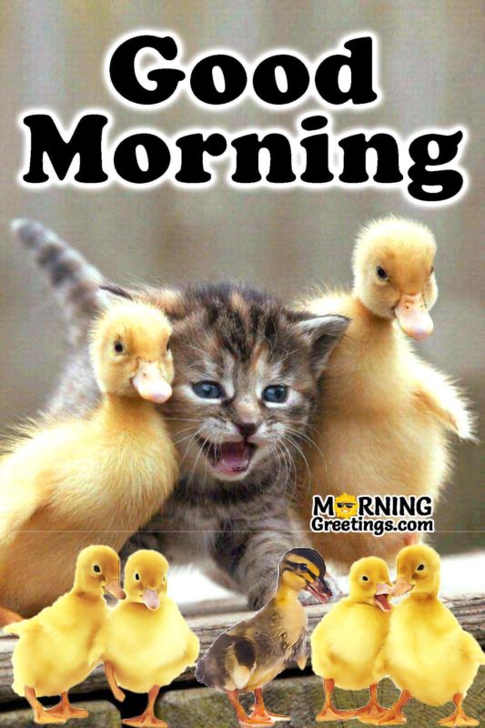 Good Morning Cat With Ducks