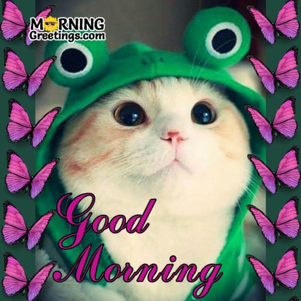 Good Morning Cute Cat Image