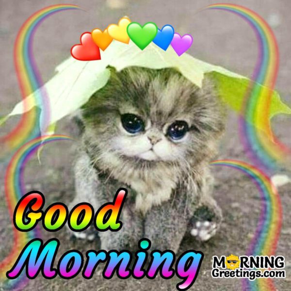 Good Morning Kitten Image