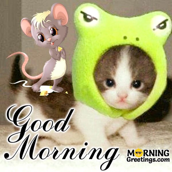 Good Morning Mouse With Cat