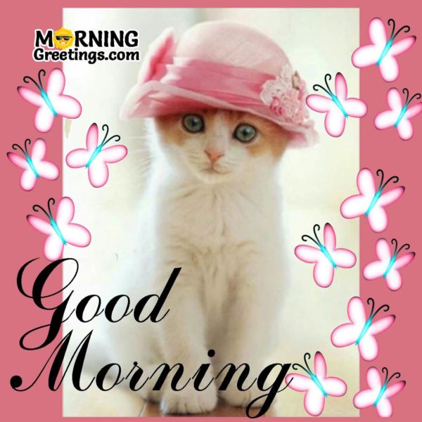 Good Morning Pussy Cat Image