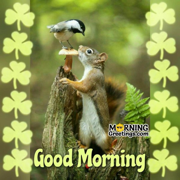 Good Morning Squirrel Image
