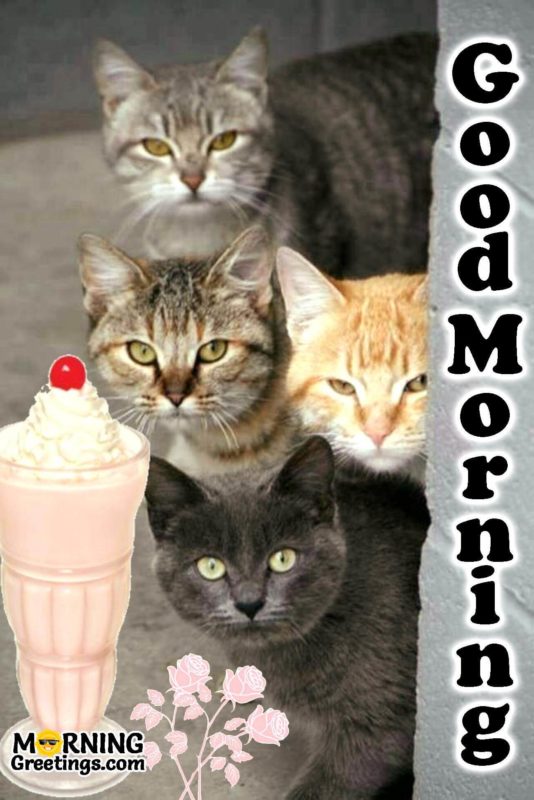 Good Morning Three Cats