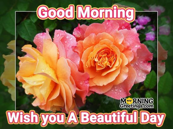 Good Morning Wish You A Beautiful Day