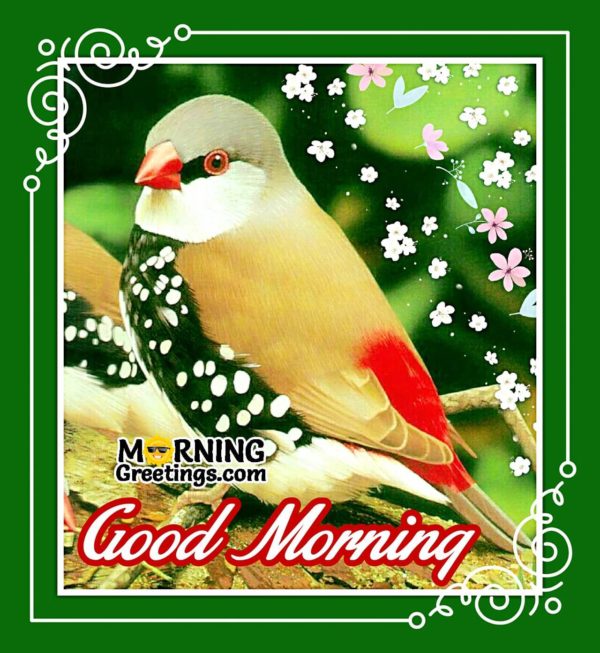 Good Morning With Adorable Bird