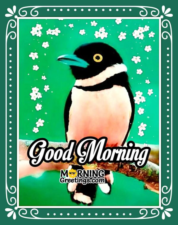 Good Morning With Amazing Bird