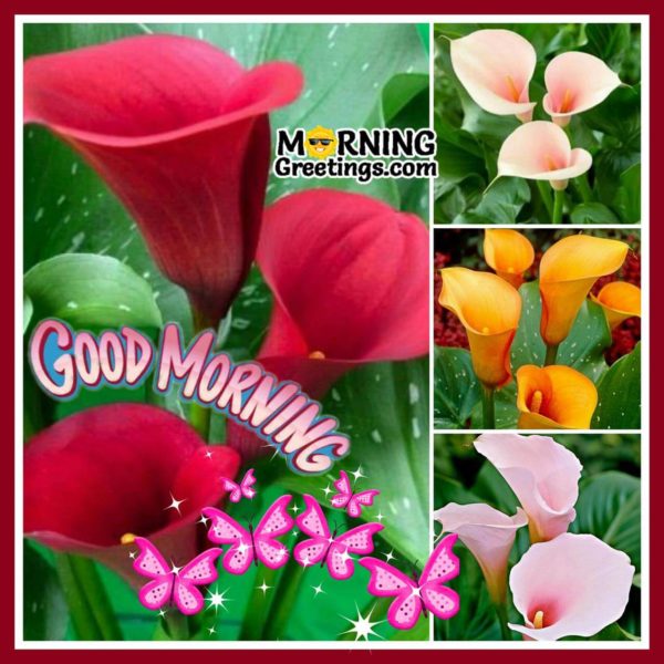 Good Morning With Amazing Flowers