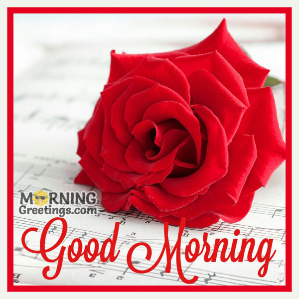 Good Morning With Amazing Rose