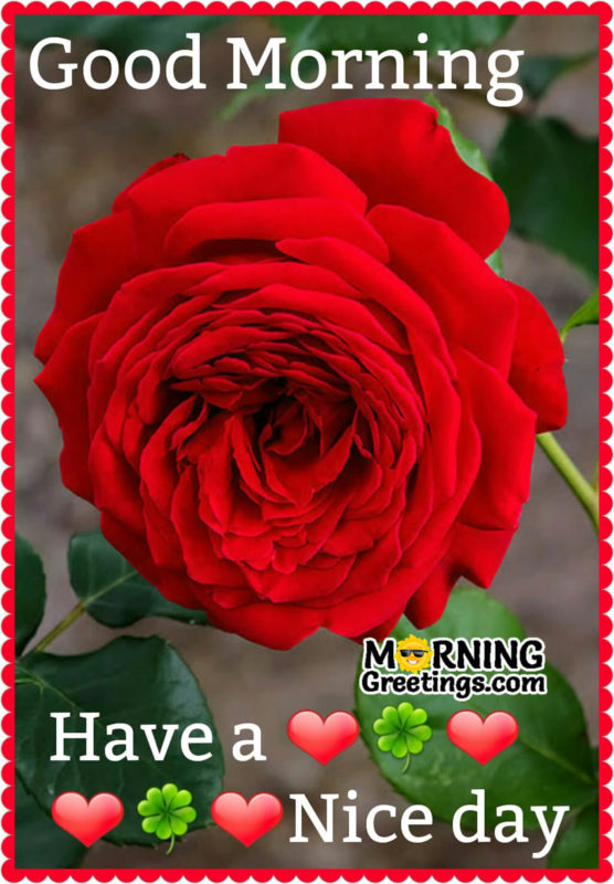 Good Morning With Beautiful Red Rose