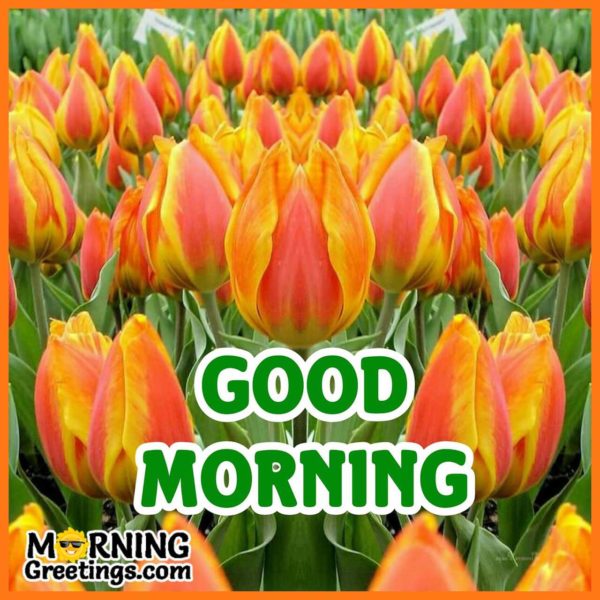 Good Morning With Orange Flowers