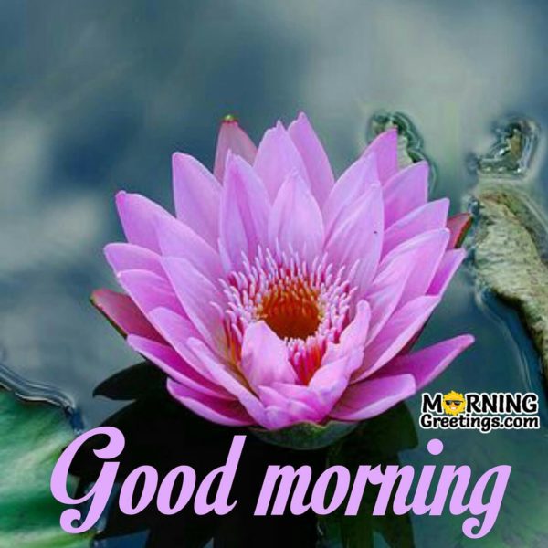 Good Morning With Pink Lotus