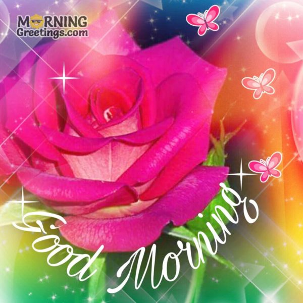 Good Morning With Pink Rose