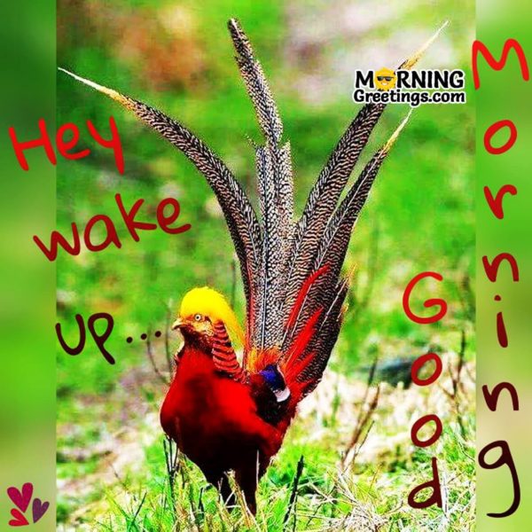 Hey Wake Up Good Morning