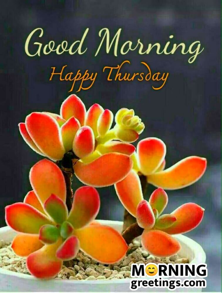 50 Good Morning Happy Thursday Images Morning Greetings