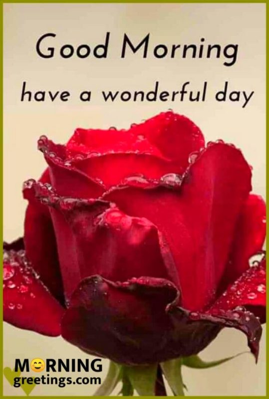 Good Morning With Red Rose