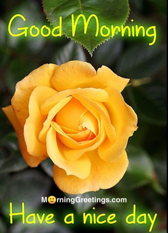 Good Morning With Yellow Rose