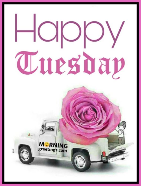 Happy Tuesday With Rose
