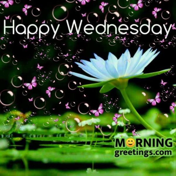 Happy Wednesday