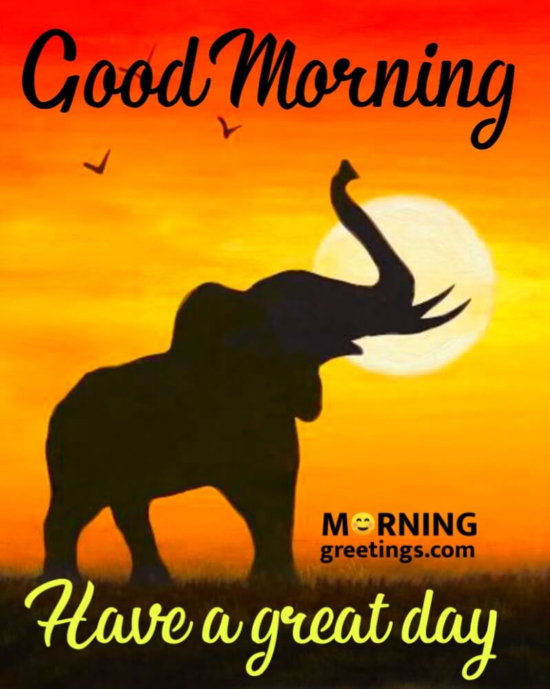 10 Best Selective Wild Life Images - Morning Greetings – Morning Quotes And  Wishes Images