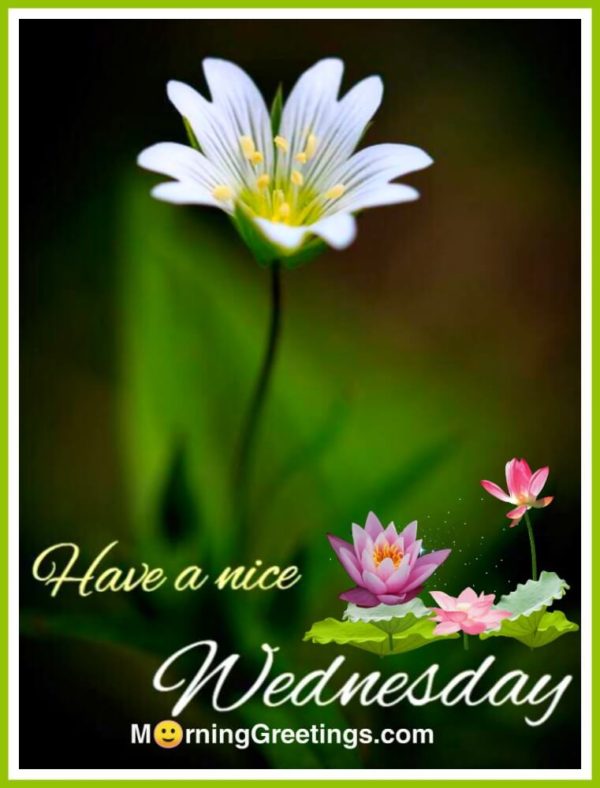 Have A Nice Wednesday
