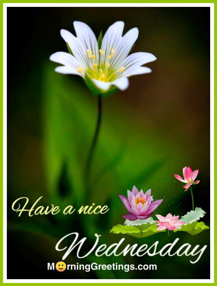 Happy Wednesday Greetings