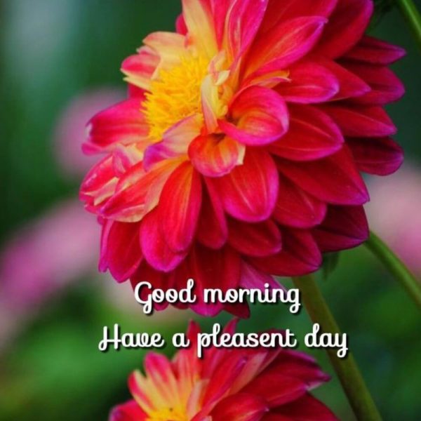 Have A Pleasent Day