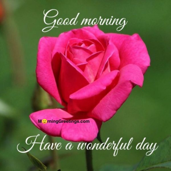 Have A Wonderful Day