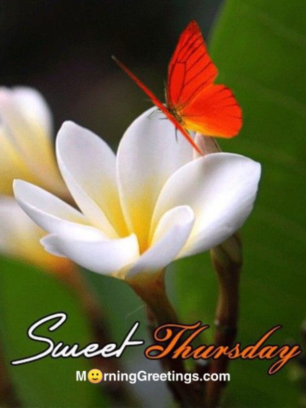 Sweet Thursday