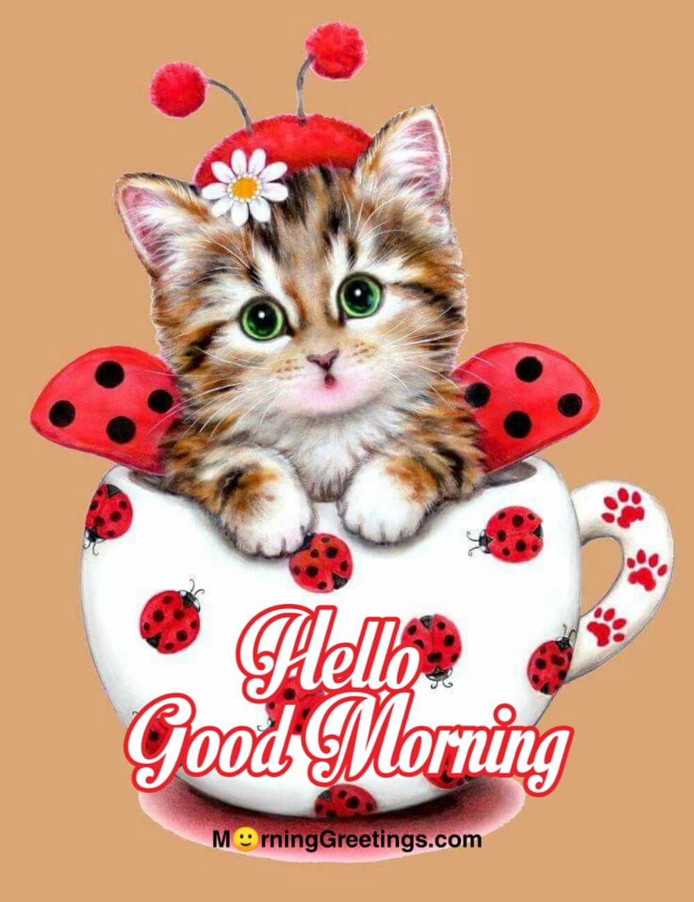 30 Cute Cat Morning Greetings - Morning Greetings – Morning Quotes ...