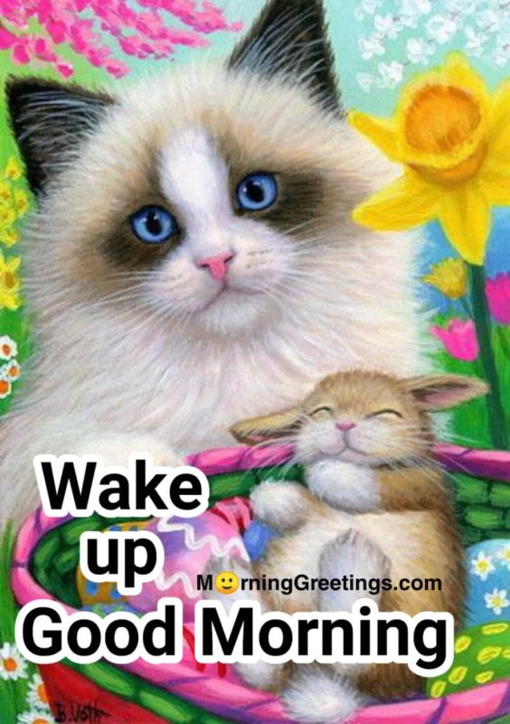 30 Cute Cat Morning Greetings - Morning Greetings – Morning Quotes And ...