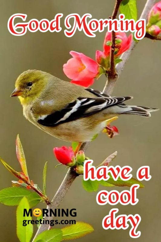 Good Morning Have A Cool Day