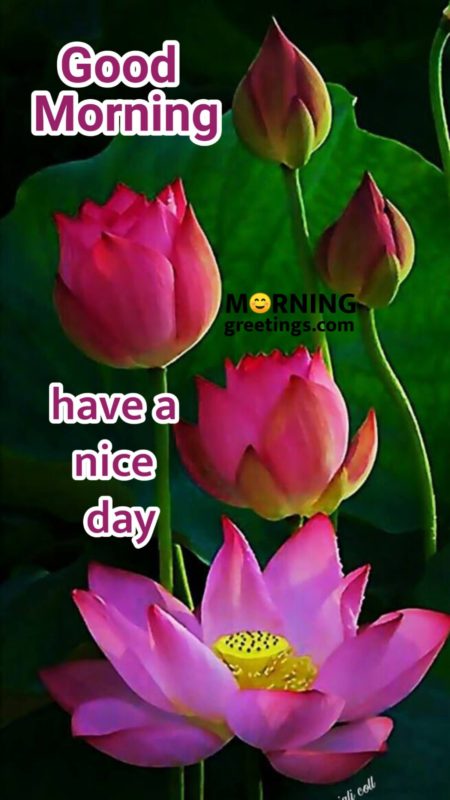 Good Morning Have A Nice Day