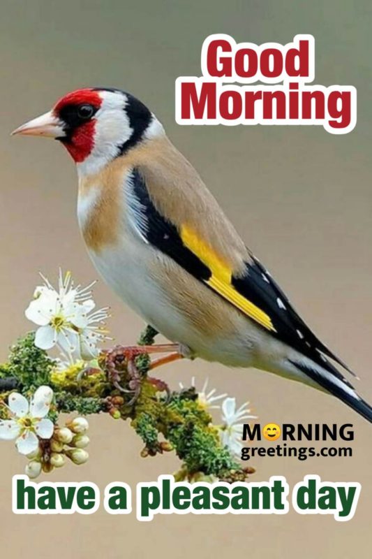Good Morning Have A Pleasant Day