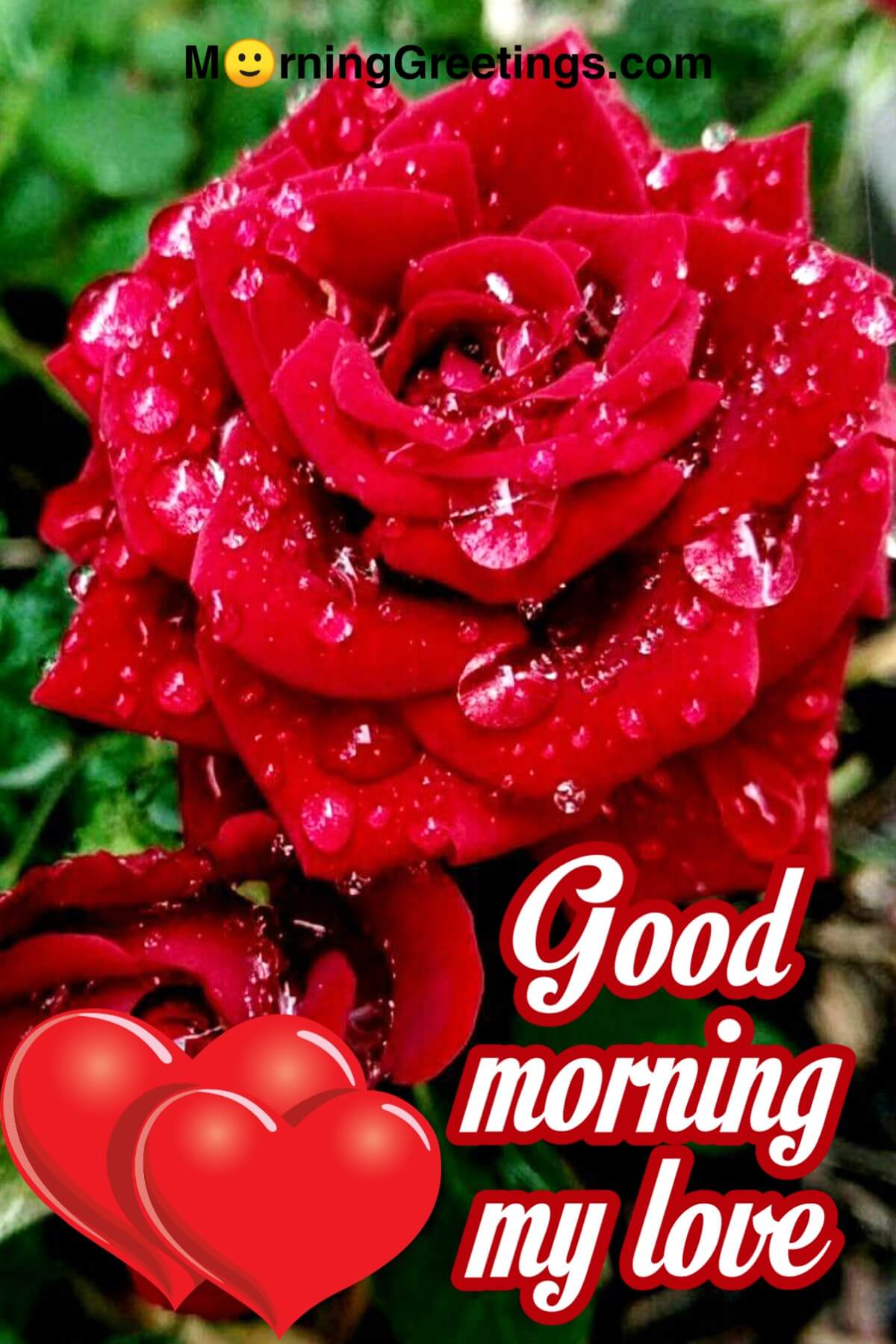 51 Good Morning Wishes With Rose - Morning Greetings – Morning Quotes ...