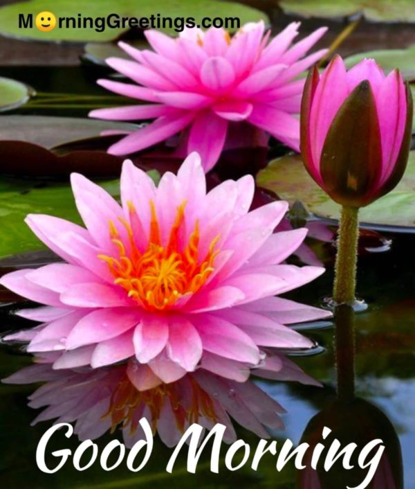 Good Morning Pic