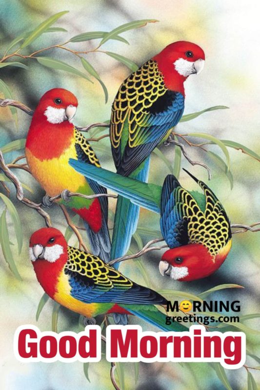 Good Morning With Colorful Birds