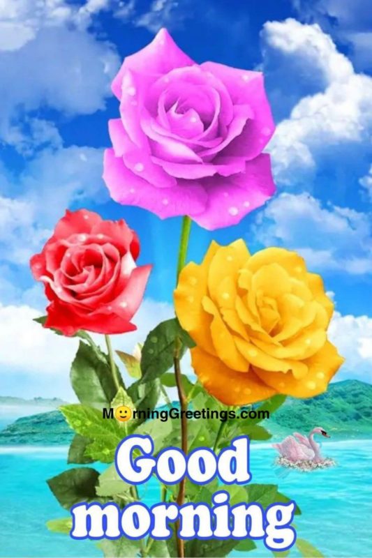 Good Morning With Colorful Roses
