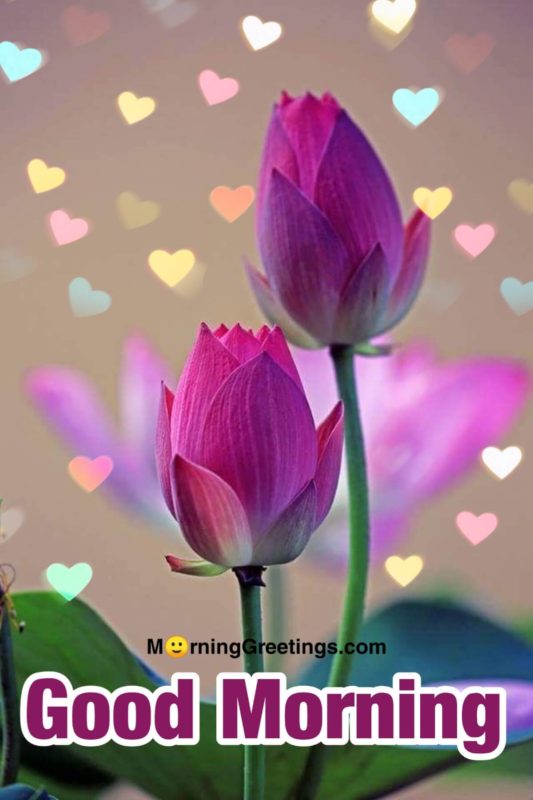 Good Morning With Purple Lotus