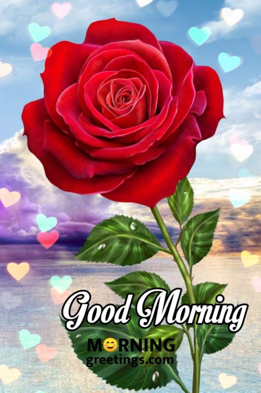 Good Morning With Rose