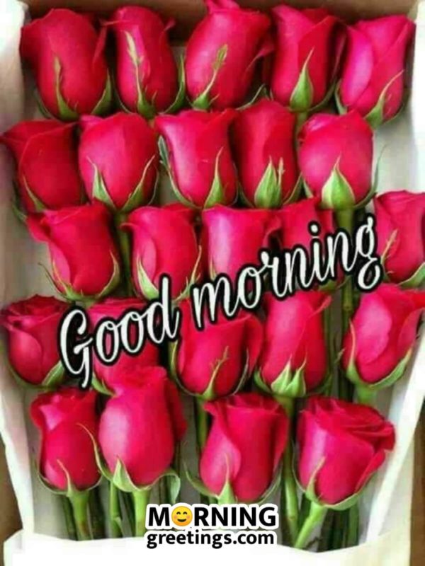 Good Morning With Roses