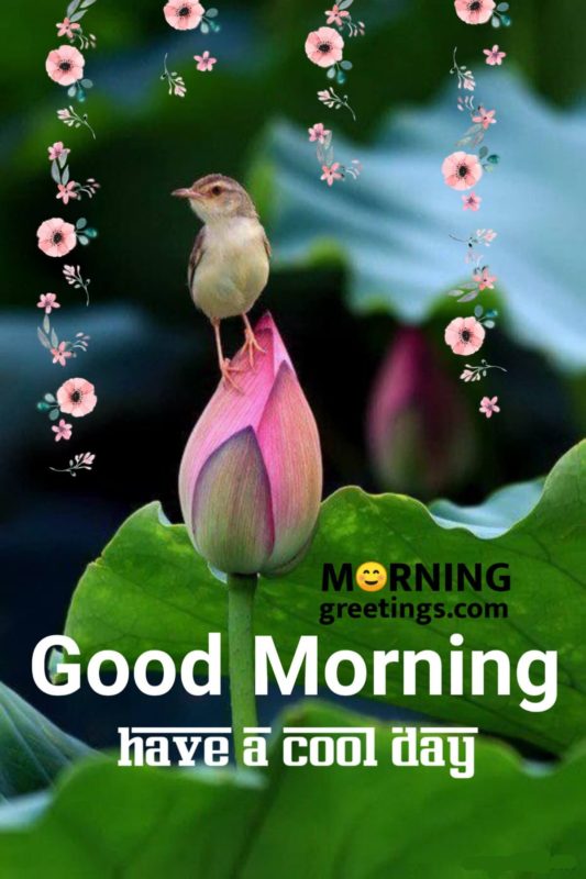 Have A Cool Day