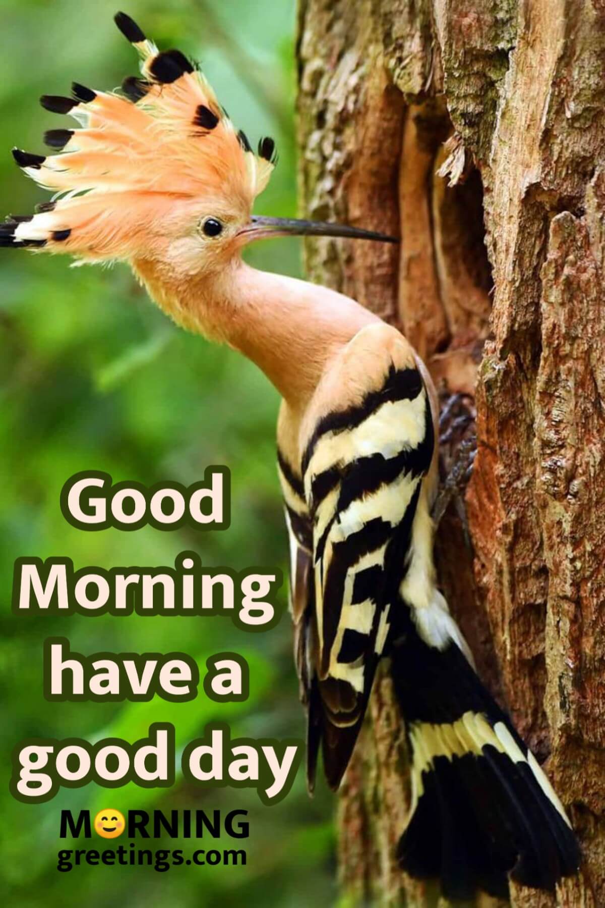 20 Perfect Morning Birds Greetings - Morning Greetings – Morning Quotes And  Wishes Images