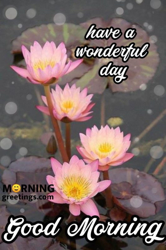 Have A Wonderful Day