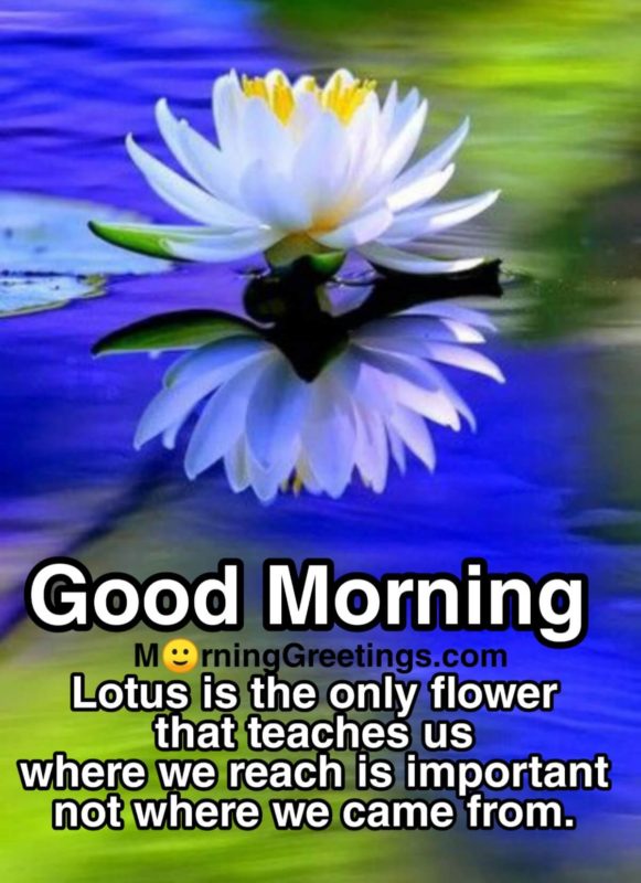 Lotus Is The Only Flower