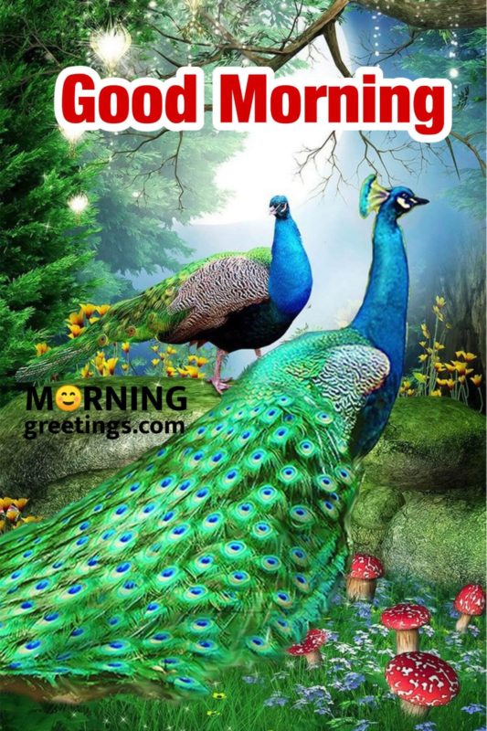 Lovely Morning With Peacocks
