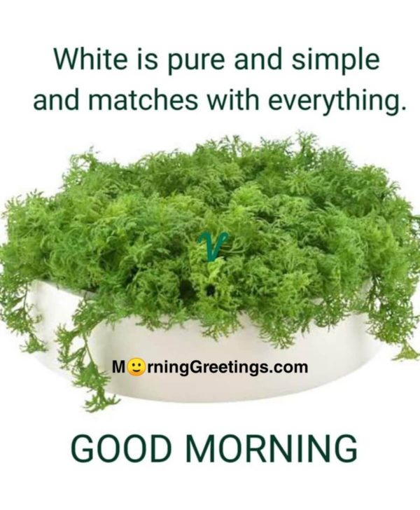 White Is Pure