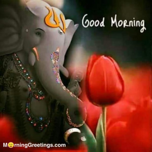 Good Morning With Red Rose