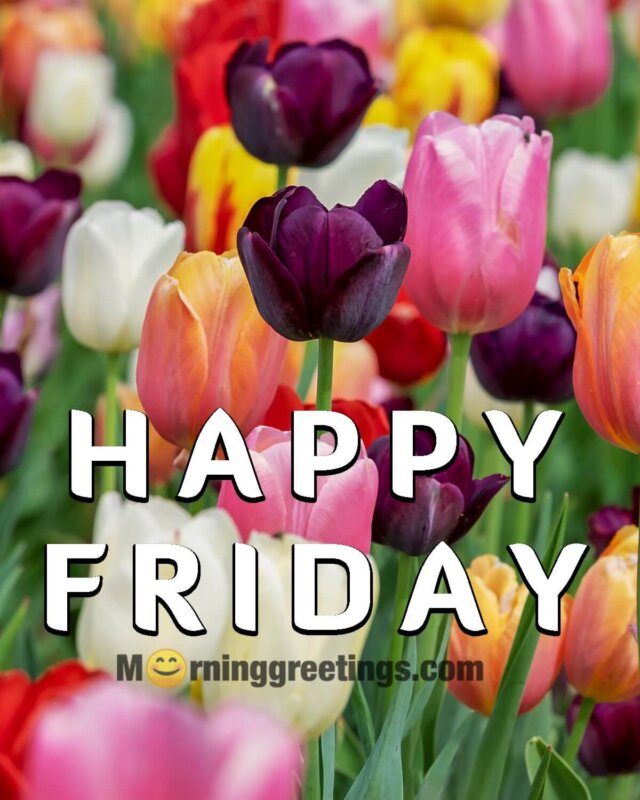 Happy Friday Tulips