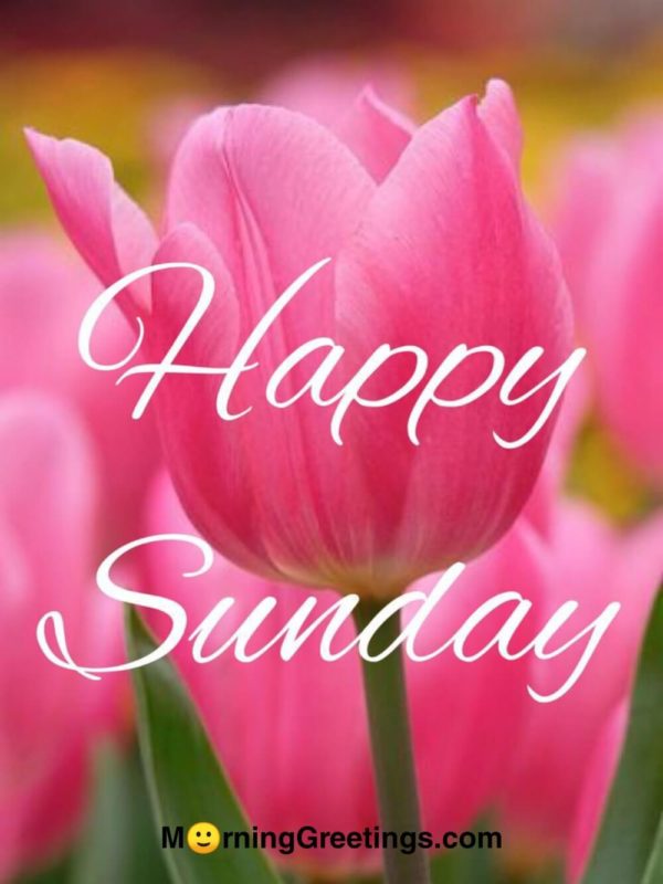 40 Wonderful Happy Sunday Morning Images - Morning Greetings – Morning