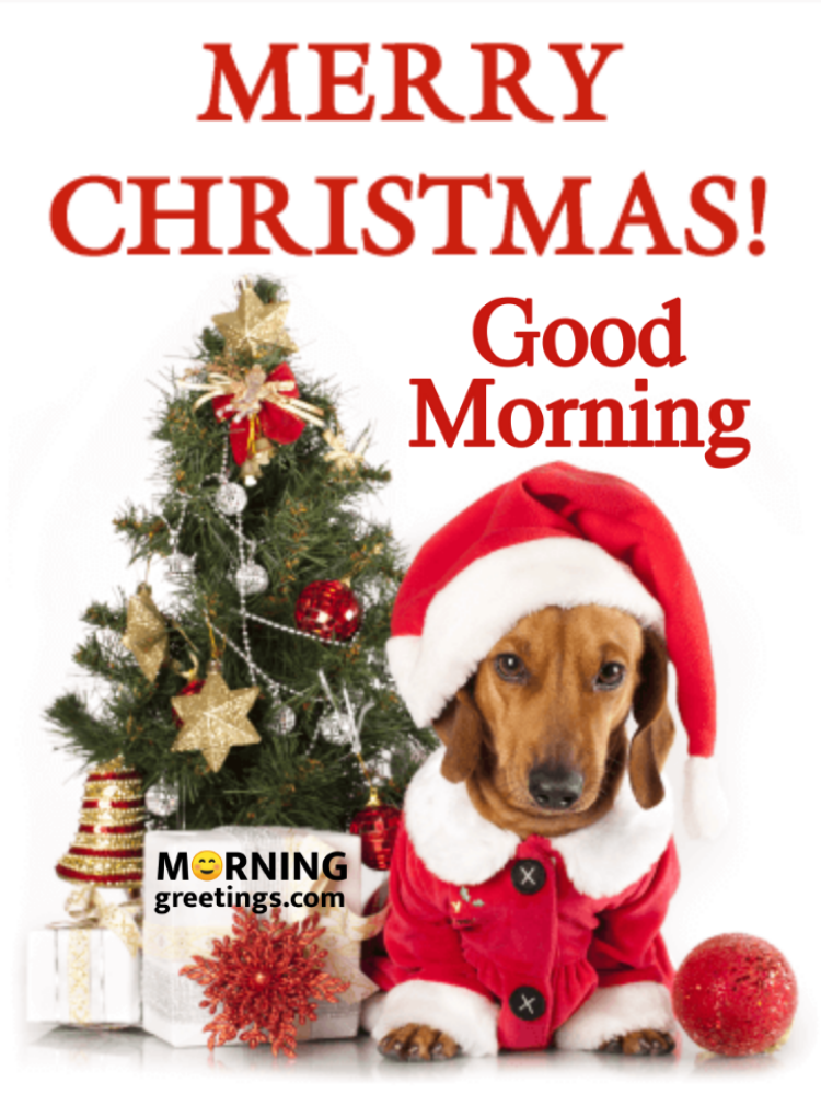 Good Morning Santa Dachshund Christmas Card